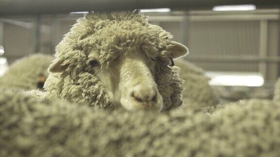 美利奴羊在剪羊毛棚里等待着慢镜头特写
