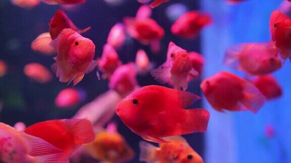 红色的鱼在水族馆里游泳
