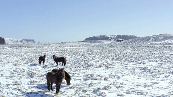 野生冰岛马在冰雪条件与美丽的冰岛风景