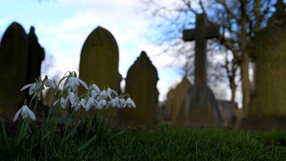 墓地里的雪花莲和十字墓碑