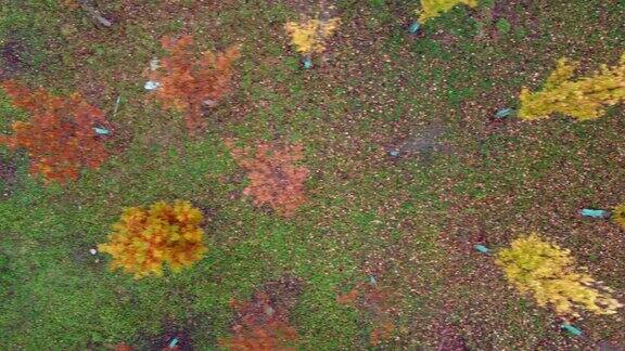 秋天的森林里五颜六色的树木在树林里无人机拍摄的航拍视频橙色黄色红色