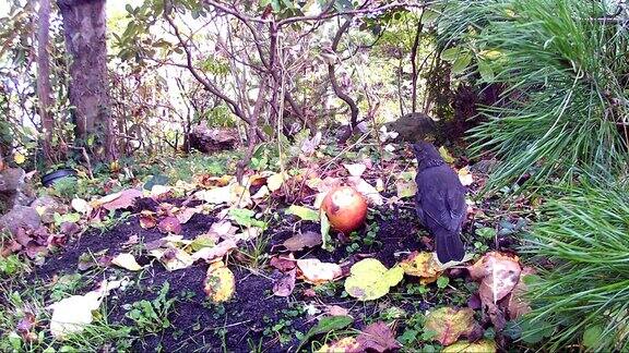 在花园里吃苹果的普通画眉鸟