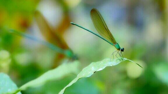 聚焦热带雨林中的蜻蜓