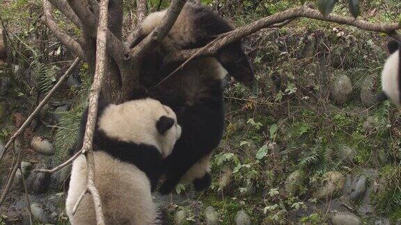 可爱的大熊猫在中国