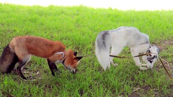年轻美丽的狐狸在夏天在公园户外跑步的特写