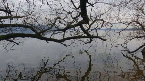 树枝在平静的湖面上的倒影和鸟儿在游泳静态的照片