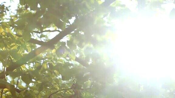 自然背景美丽的阳光透过吹在树上的绿叶模糊抽象的散景与太阳耀斑阳光Sunflare慢动作240帧秒高速相机拍摄1080p