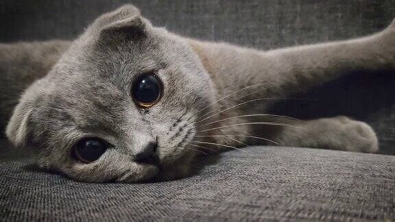 灰色苏格兰折猫在沙发上摆姿势