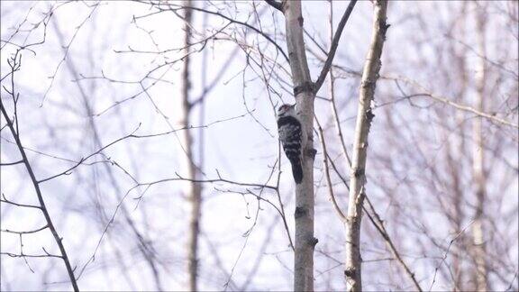 欧洲冬季啄木鸟在桦树上四处张望