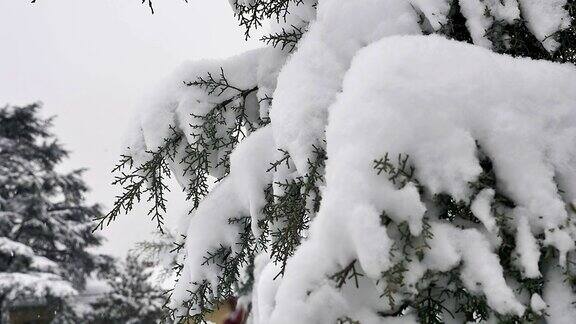 雪落树