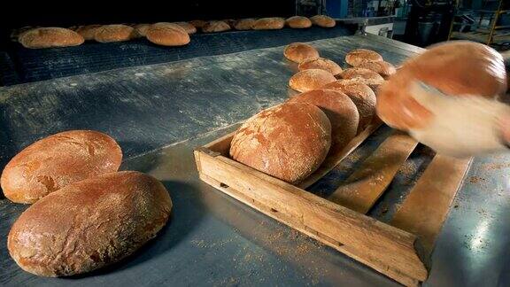 面包师把刚烤好的面包放在托盘上