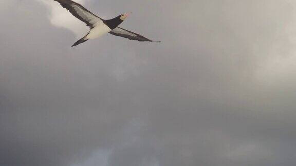 非常接近一只名叫苏里科的大鸟在美丽的天空中飞过海面寻找鱼