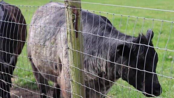 夏日里在英国乡间的一个农场院子里篱笆后面的一头黑牛
