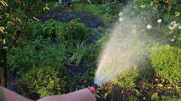 用水管给花园的花浇水