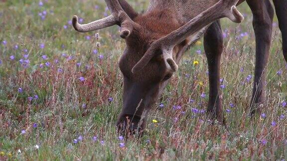 高清视频科罗拉多公麋鹿在野花中吃草