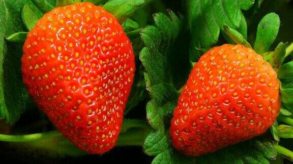 草莓成熟