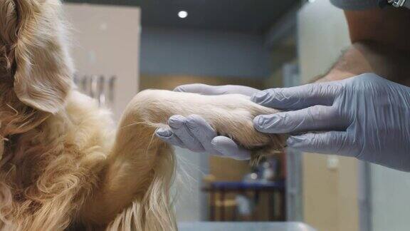 兽医的手握着狗的爪子