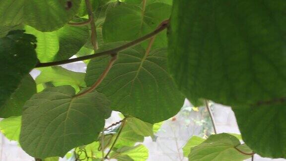 猕猴桃树上挂满了猕猴桃