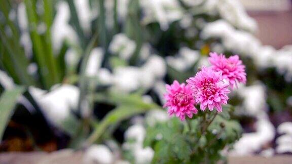 初雪下的菊花