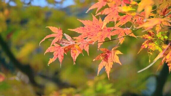 山上的树有着色彩鲜艳的秋叶