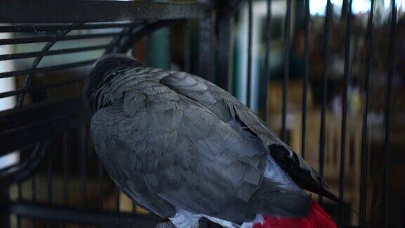非洲灰鹦鹉展示它的尾羽