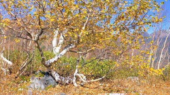 日本黑袍大坝山上树上的黄叶