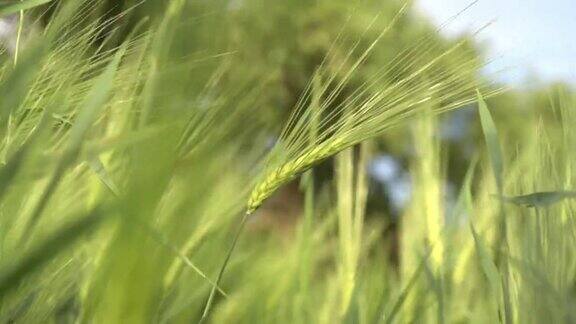 绿油油的麦穗随风摇曳农田初夏农田里的粮食作物背景