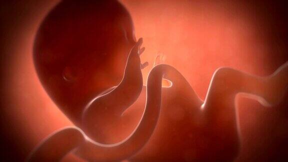 三个月大的胎儿
