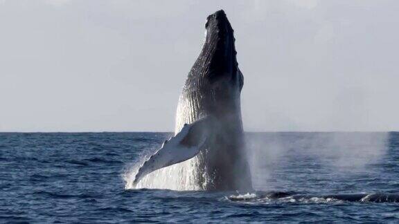 非常罕见的座头鲸的完整突破