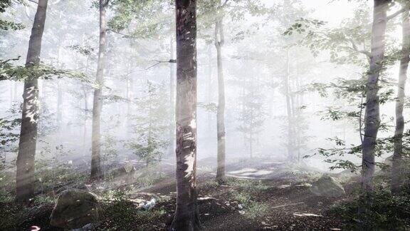 在一个雾蒙蒙的夏日早晨初升的太阳落在落叶林中