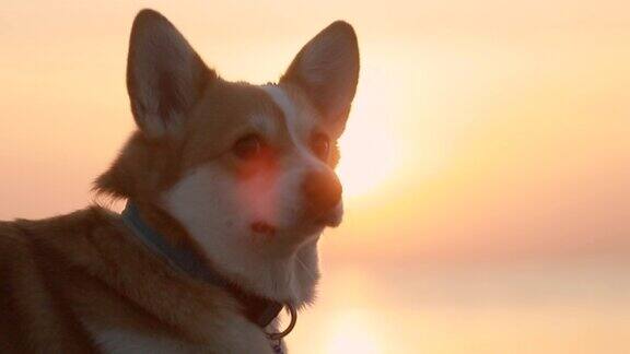 可爱的柯基狗坐在沙滩上的特写镜头在秋天的傍晚金色的日落