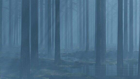 神秘的黑暗森林与雾和神射线4k的视频