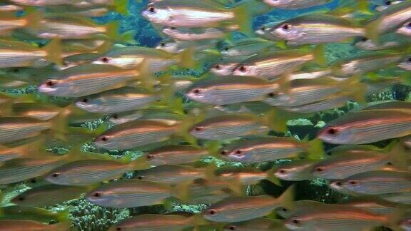 水下学校的大眼鲷(卢特janus卢特janus)鱼在珊瑚礁上特写