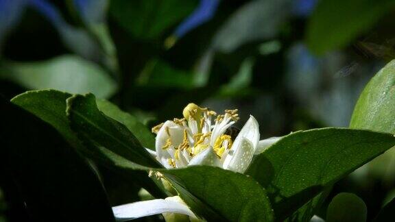 蜜蜂在橙花上采集花蜜的慢镜头树花上的蜜蜂