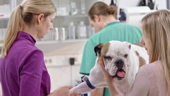 一名女兽医正在为一只英国斗牛犬的爪子采集血液样本