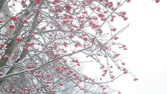 冬天的Ashberry树