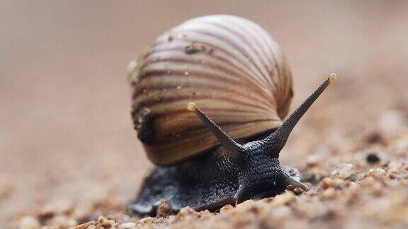 非洲肯尼亚一只蜗牛在泥泞的地上慢慢爬行