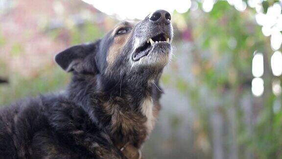 一只邪恶的德国牧羊犬叫着进了牢房