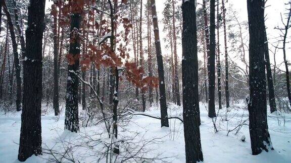 在冬天阳光明媚的日子里穿过白雪覆盖的针叶林