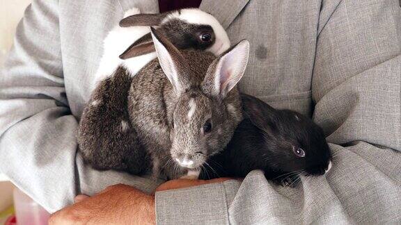 人类和动物的爱在一个人的手中站在兔子宠物兔子