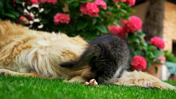 高清超级慢动作:小猫躺在一只狗旁边