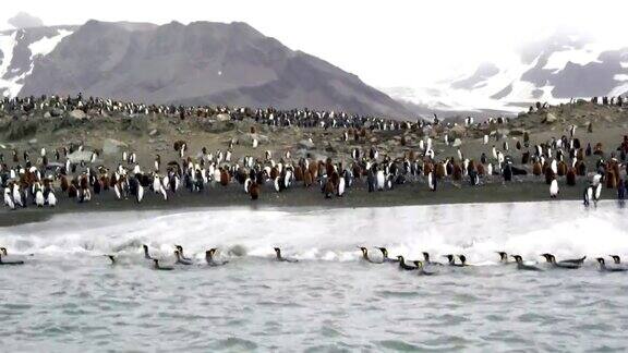 一大群王企鹅