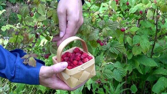 园丁采摘野生成熟的树莓