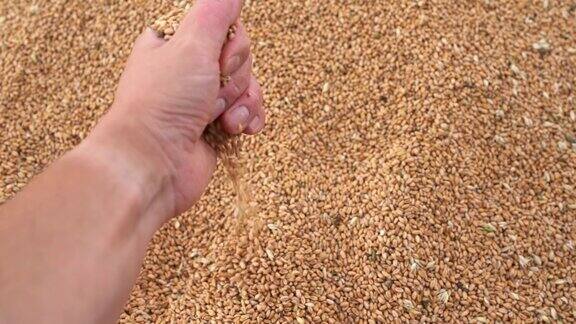 农民丰收后手里拿着大麦