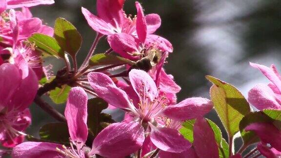 一只蜜蜂在春风中从盛开的粉红色花朵上采集花粉