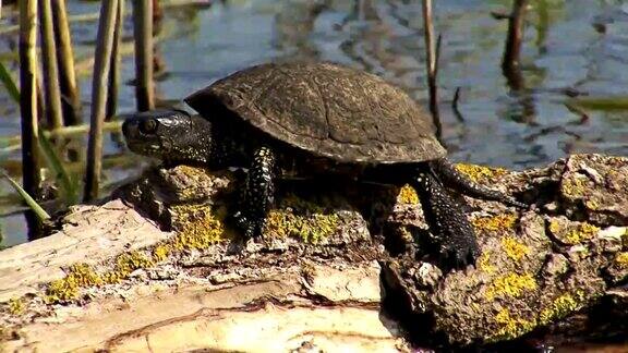坐在水中一棵树上的欧洲池塘龟