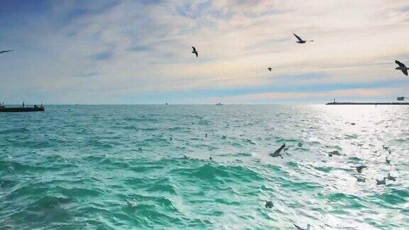 海鸥在海岸的水面上飞翔