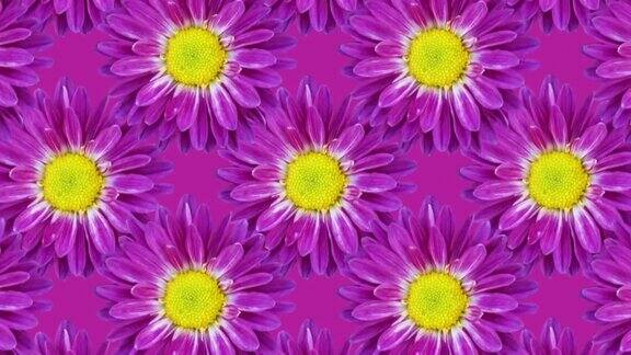菊花在紫色背景移动马赛克无缝循环动画花卉图案