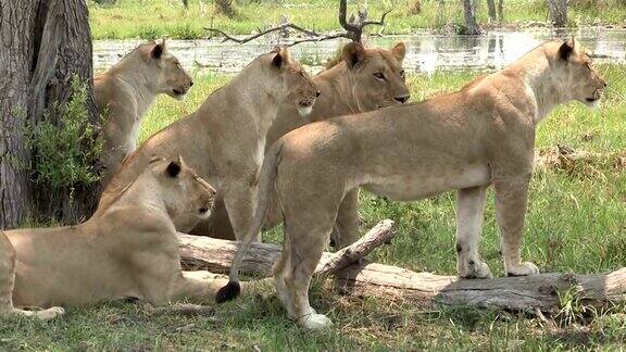 一群狮子聚精会神地注视着猎物