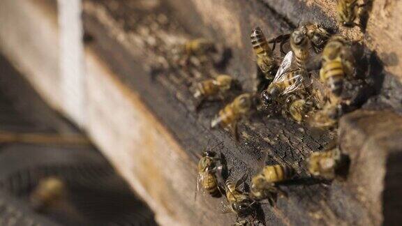 非洲蜜蜂进入和离开一个蜂巢的慢镜头特写